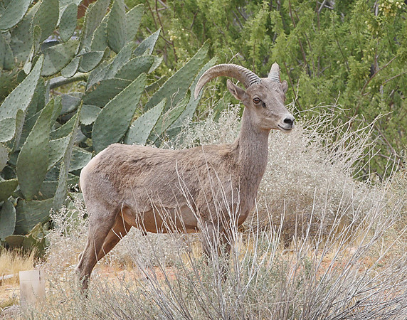 Z0R9593 Bighorn Sheep, Valley of Fire State Park, NV