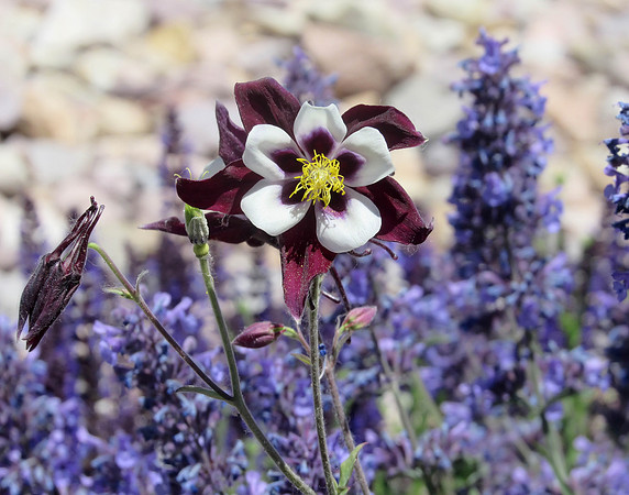 IMG_4776 Bi-color Columbine, WY