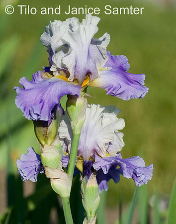 CRW_6920